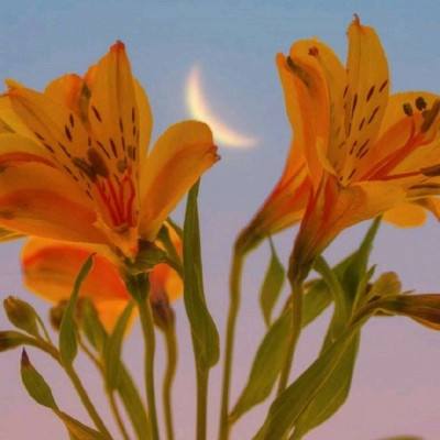 植物大战僵尸家族