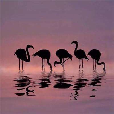 森林赛跑大会无敌版